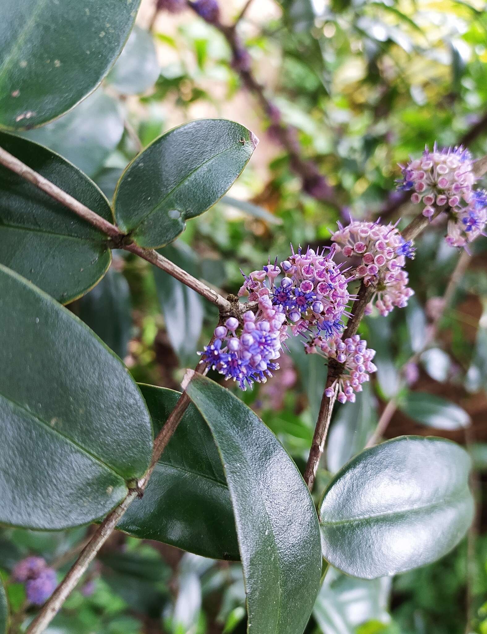 Image of Memecylon umbellatum Burm. fil.