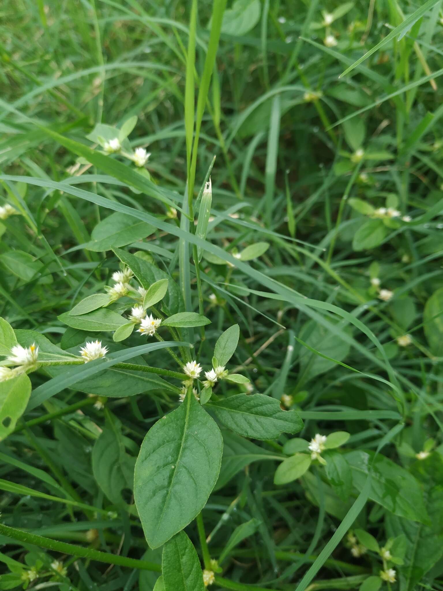 صورة Alternanthera ficoidea (L.) R. Br.