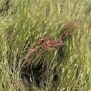 Image of slender grasswort