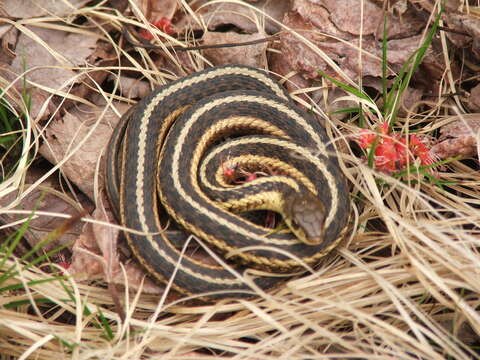 Image of Butler's Garter Snake