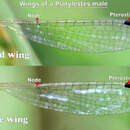 Platylestes kirani resmi