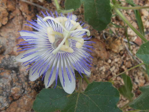 Passiflora arizonica (Killip) D. H. Goldman的圖片