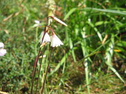 Слика од Acis autumnalis (L.) Sweet