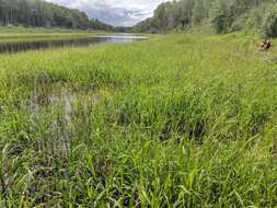 Image of Northern Wild Rice