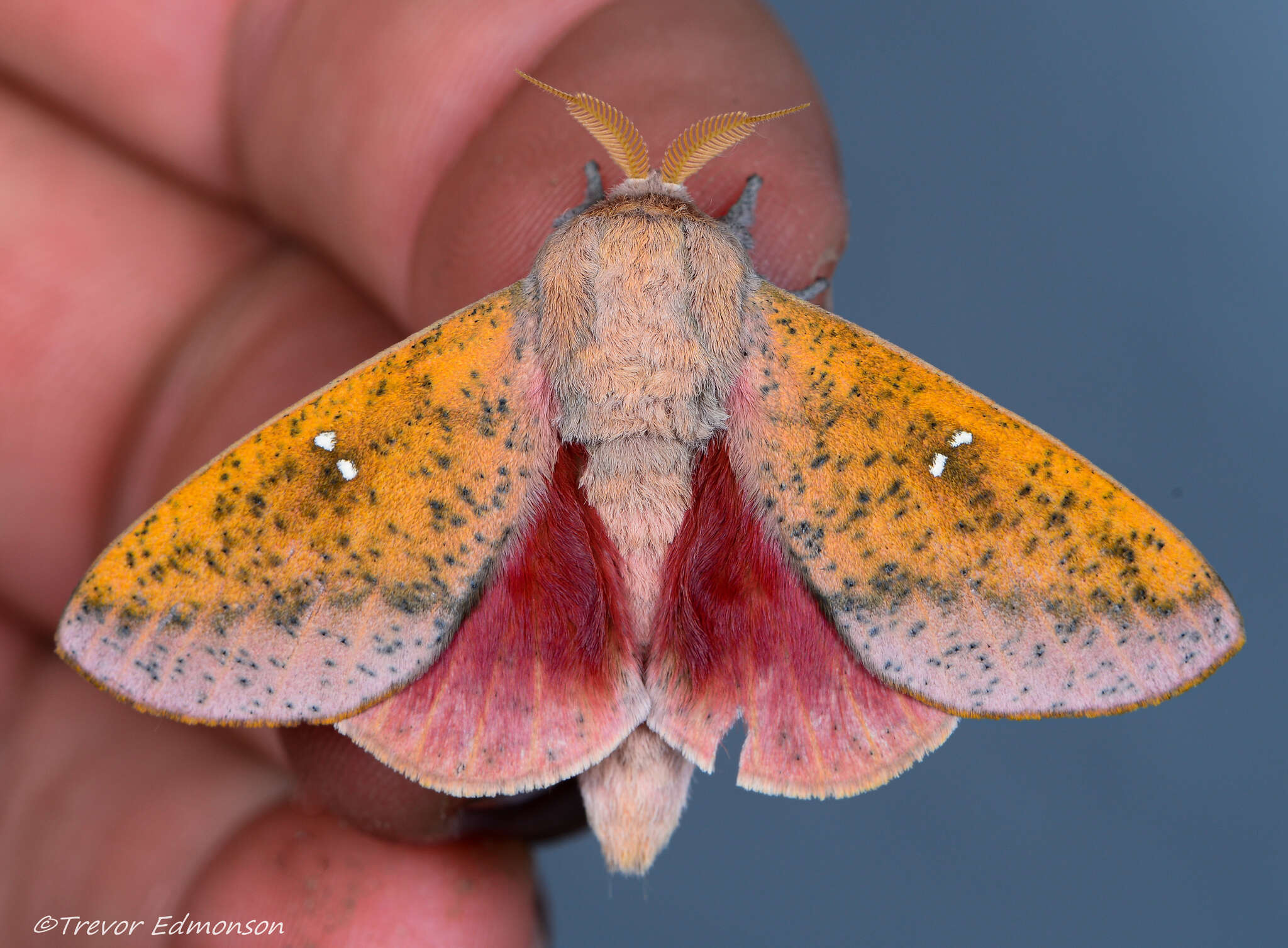 Image of Syssphinx bicolor (Harris 1841)