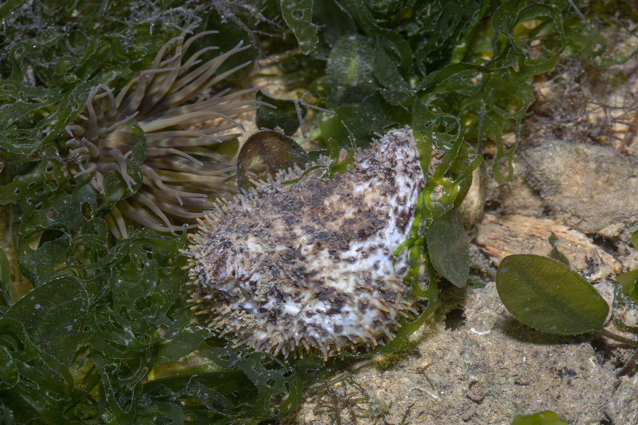 Image of Phyllophorella spiculata (Chang 1935)