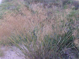 Image of smilograss