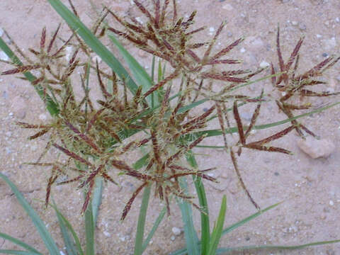 Image of nutgrass