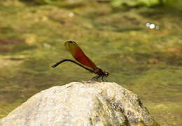 Image of Euphaea ochracea Selys 1859