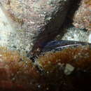 Image of Hector's clingfish