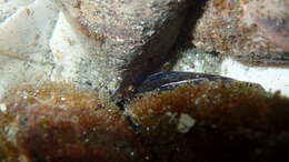 Image of Hector's clingfish