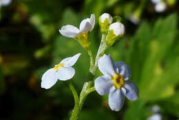 Sivun Myosotis stolonifera (DC.) Leresche & Levier kuva