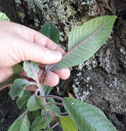 Image of Bolivian fuchsia