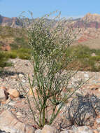 Image de Eriogonum deflexum Torr.