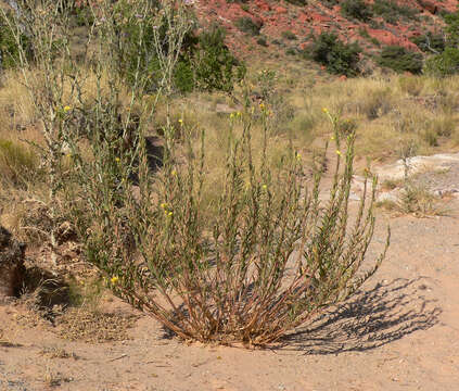 Imagem de Oenothera longissima Rydberg