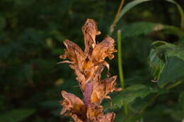 Imagem de Orobanche reticulata subsp. pallidiflora (Wimm. & Grab.) Hayek