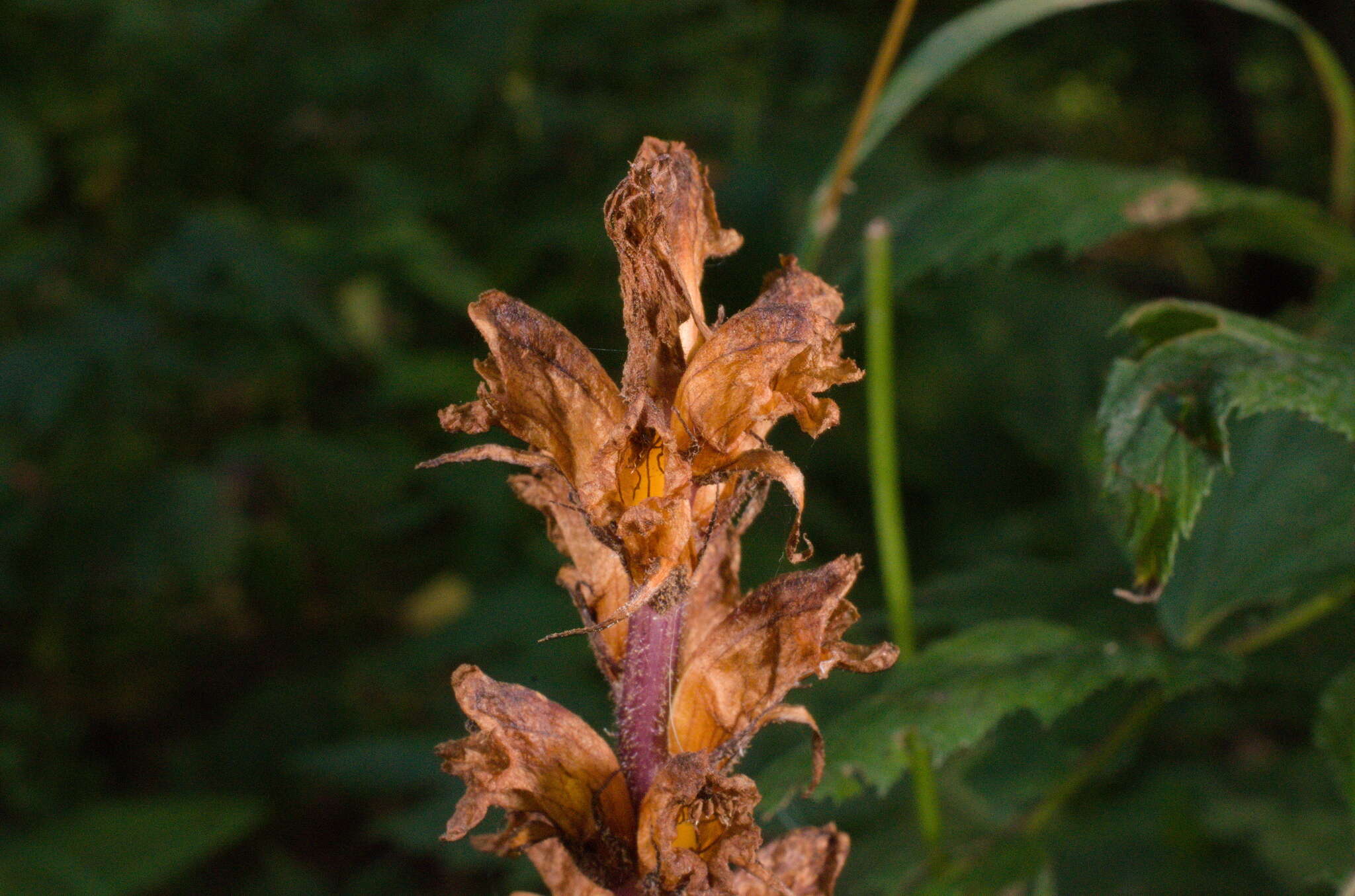 Imagem de Orobanche reticulata subsp. pallidiflora (Wimm. & Grab.) Hayek