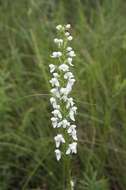 Слика од Platanthera hologlottis Maxim.