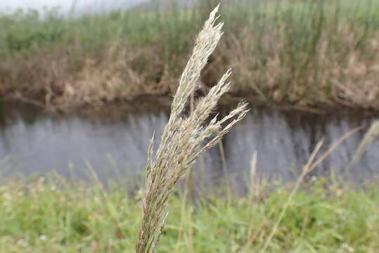 Image de Digitaria insularis (L.) Mez ex Ekman