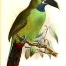 Image of Black-throated Toucanet