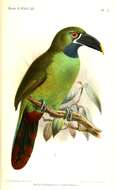 Image of Black-throated Toucanet