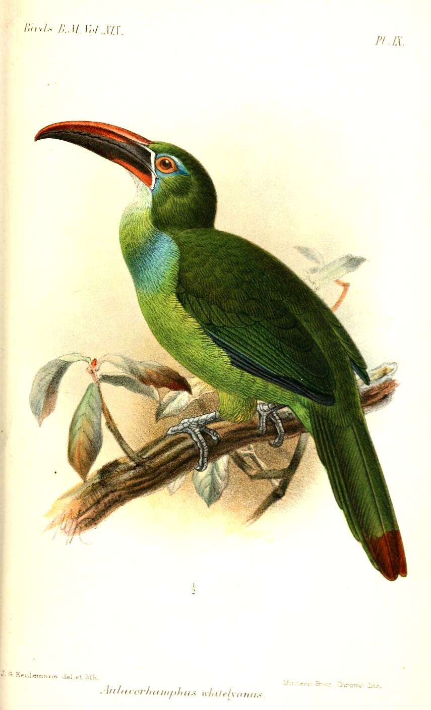 Image of toucans