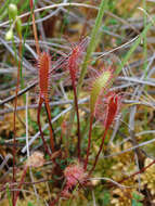 صورة Drosera anglica Huds.