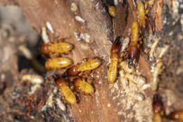 Image of Nevada Dampwood Termite