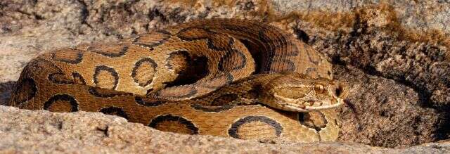 Image of Russel’s Viper