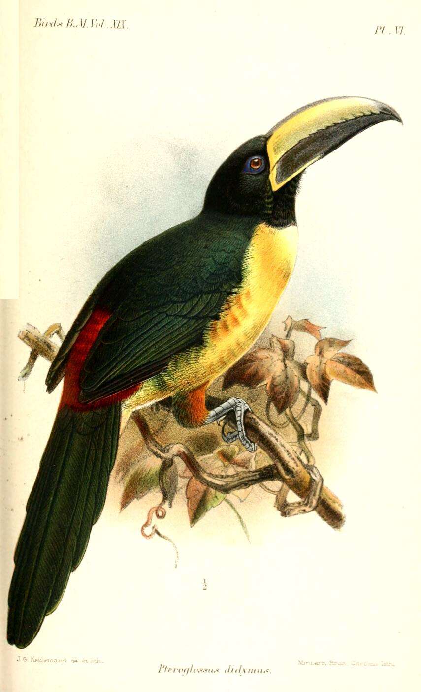 Image of Lettered Aracari