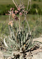 Image of Matthiola fragrans (Fisch.) Bunge