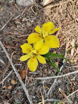 Image of Moraea tricolor Andrews