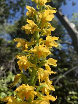 Image of Gavilea odoratissima Poepp.