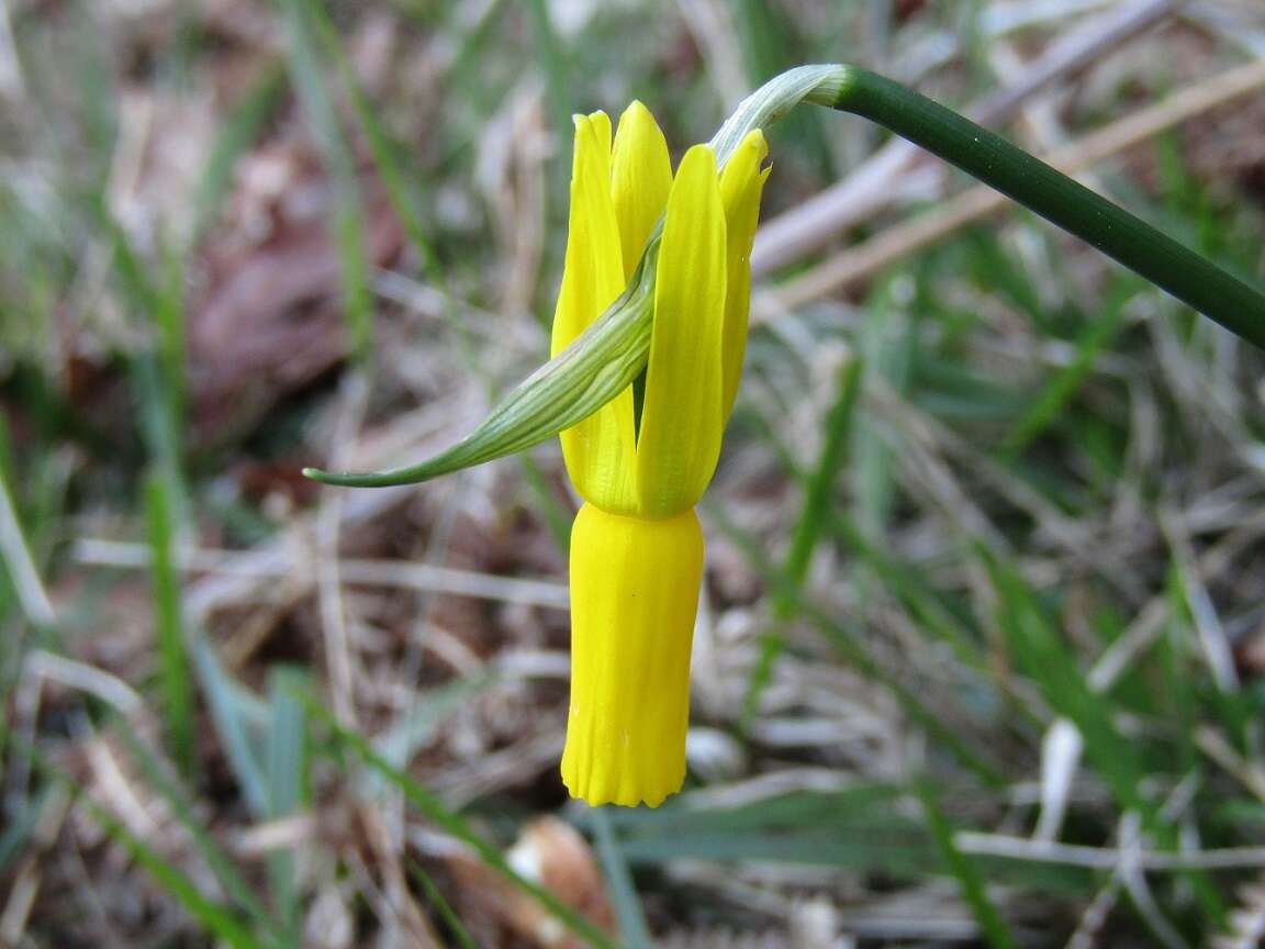 Image of Narcissus cyclamineus DC.