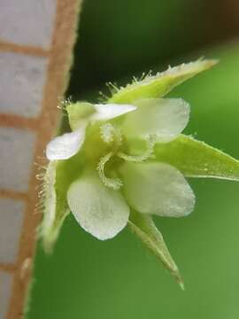 صورة Arenaria leptoclados subsp. leptoclados