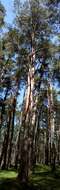 Image of Scotch Pine