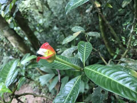 Image de Palicourea elata (Sw.) Borhidi