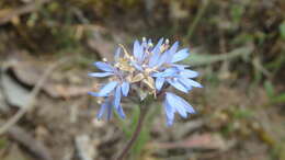 Image of Australian pincushion