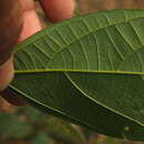 Image of Mallotus rhamnifolius (Willd.) Müll. Arg.