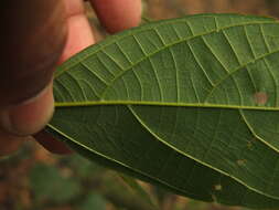 Image of Mallotus rhamnifolius (Willd.) Müll. Arg.