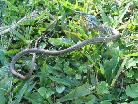 Image of Copper Parrot Snake