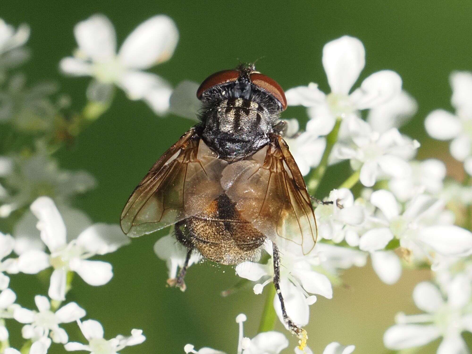 Image of Phasia subcoleoptrata (Linnaeus 1767)