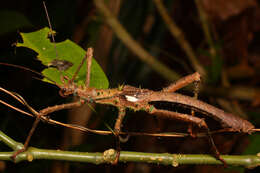 Image of Haaniella grayii (Westwood 1859)