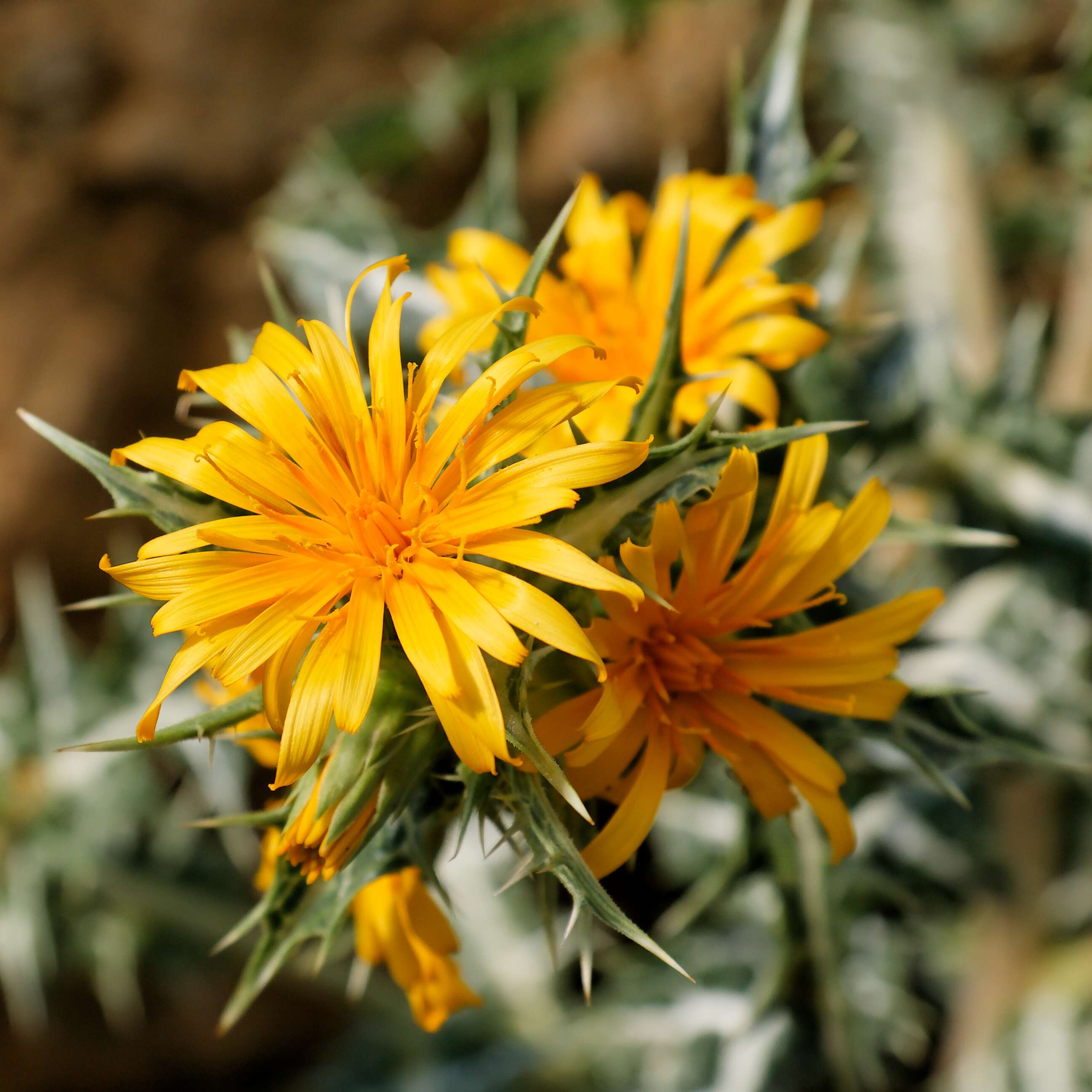 Image of Spanish oyster thistle