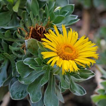 Image of Asteriscus sericeus (L. fil.) DC.