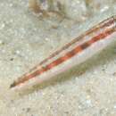 Image of Australian rainbow wrasse