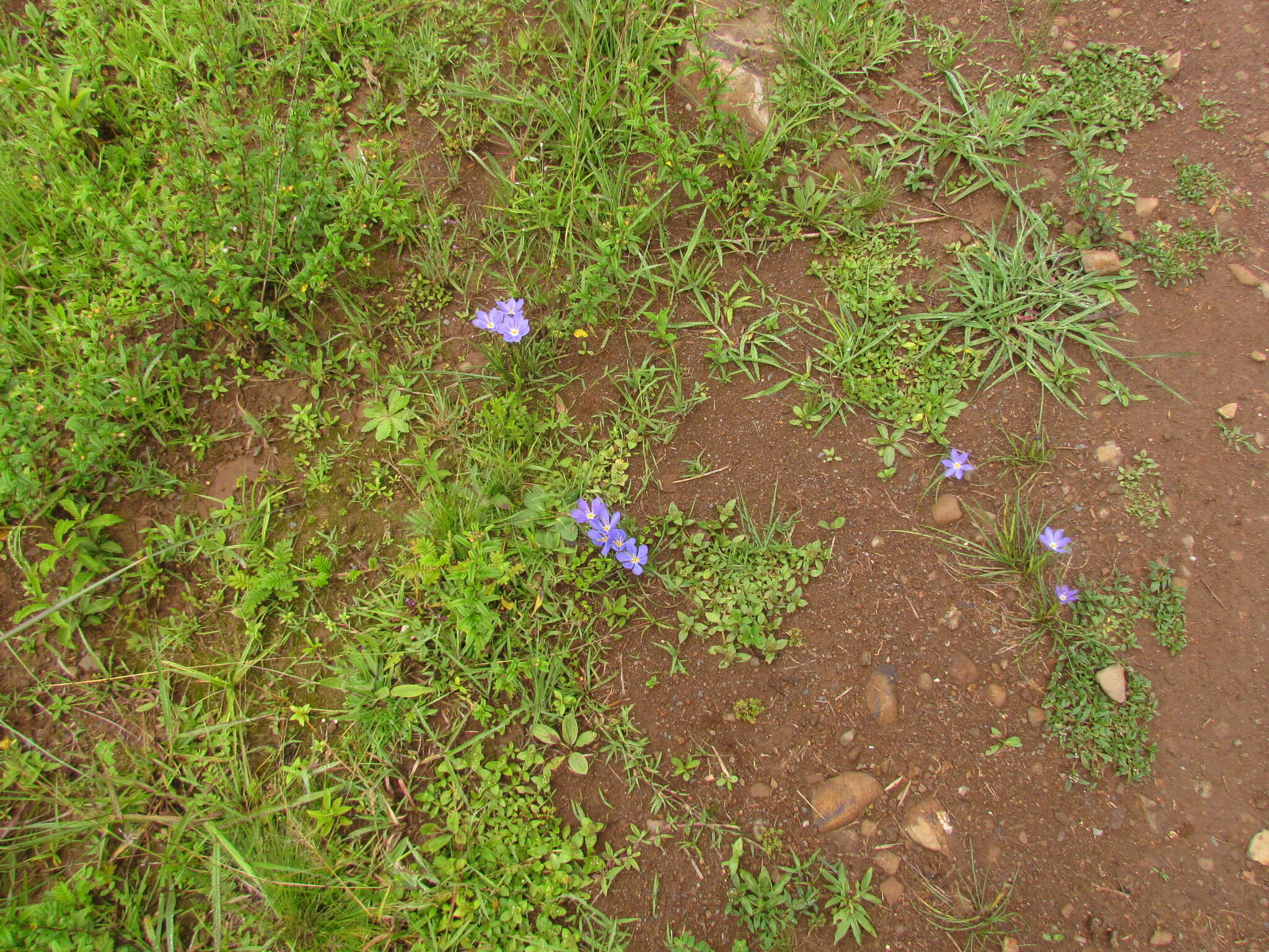 Calydorea crocoides Ravenna resmi