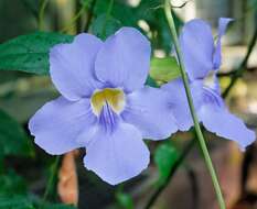 Image of laurel clockvine