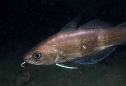 Image of Capelin