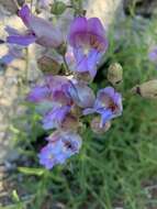 Image de Penstemon grinnellii subsp. grinnellii